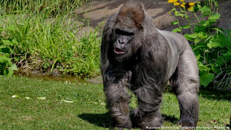 One of Europe's oldest gorillas dies in Germany – DW – 08/20/2018