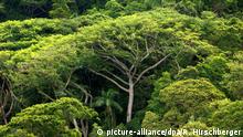Tropenwald-Zerstörung hat sich mehr als verdoppelt