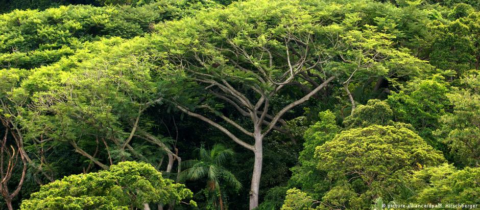 Restam apenas 12,4% de florestas primárias da Mata Atlântica