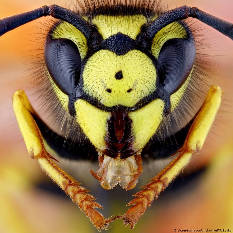 احذر قبل قتل دبور.. وسائل منزلية بسيطة للتخلص منها – DW – 2019/9/2