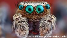 Springspinne, Huepfspinne (Salticidae), Portraet einer Springspinne, Deutschland | jumping spider (Salticidae), portrait of a jumping spider, Germany | Verwendung weltweit