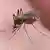 Mosquito da espécie Culex pipiens sobre pele humana