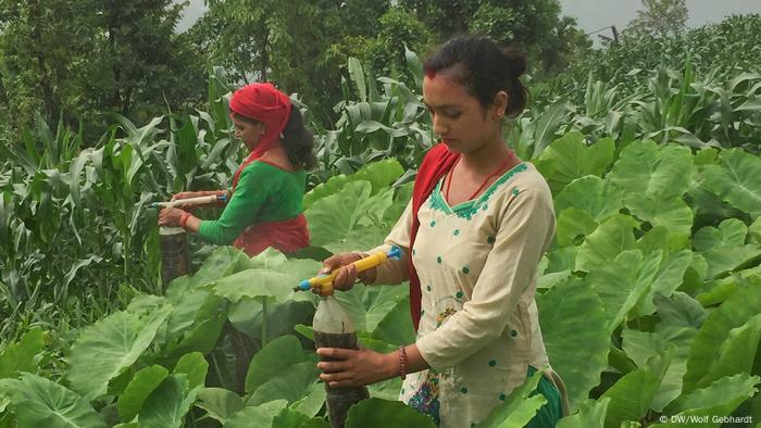 Workers in Nepal spray plants with herbs and cow urine