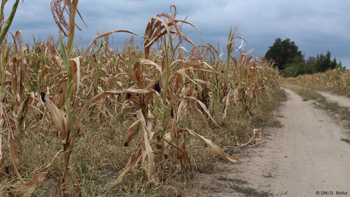 Neue Landwirtschaft Fur Den Klimawandel Deutschland Dw 22 08 18