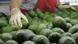 USA Kalifornien Avocados USA Kalifornien Avocados