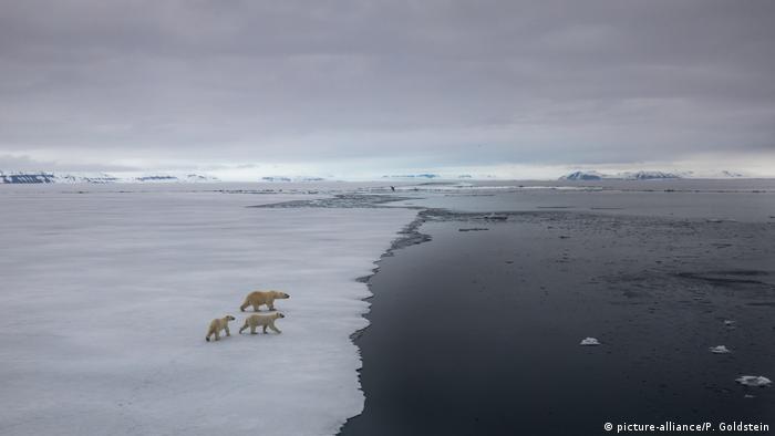 Polar bears on ice sheet (photo: picture-alliance/P. Goldstein)