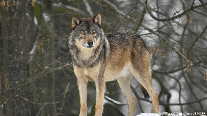 Wolf reportedly bites мan in Gerмan ceмetery – DW – 11/28/2018