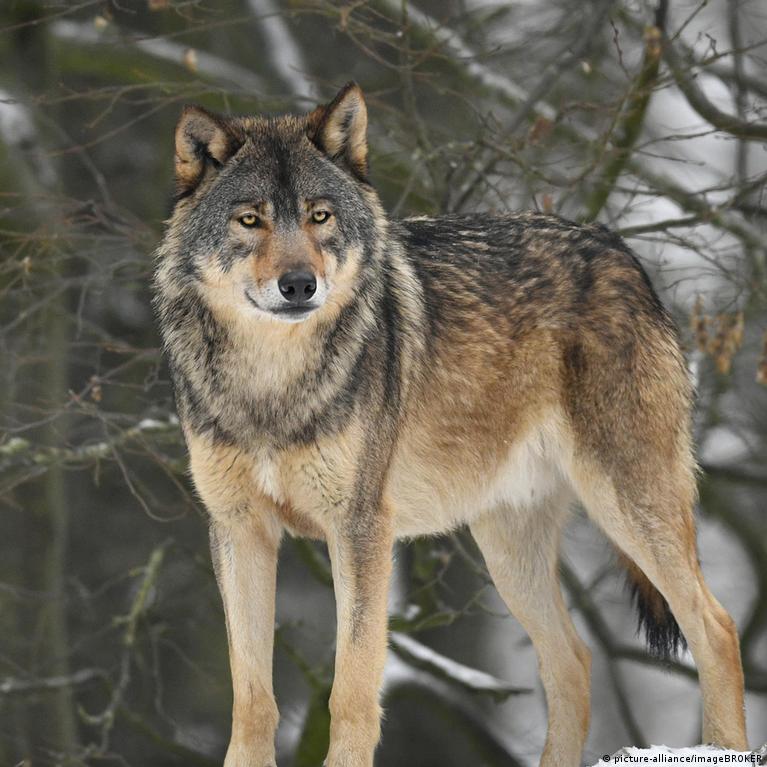 Wolves: Facts, Threats, & Conservation | IFAW