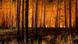 Waldbrand Brandenburg bei Jüterborg Waldbrand Brandenburg bei Jüterborg