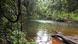 A stream in Daintree national park A stream in Daintree national park