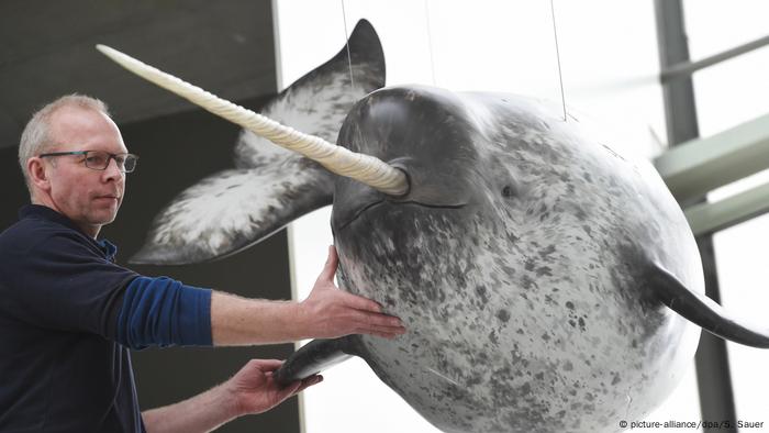 Alemania Narwhal en el Ozeaneum en Stralsund (picture-alliance / dpa / S. Sauer)