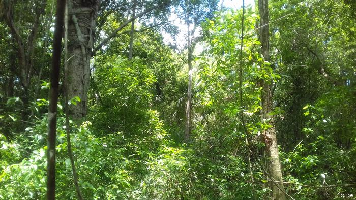 Bäume und Sträucher im Selva-Maya-Urwald in Mexico
