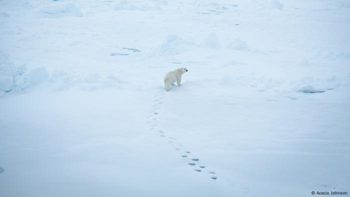 Polar Expeditions of Acacia Johnson (Acacia Johnson)