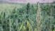 Libanon Cannabis-Anbau Libanon Cannabis-Anbau