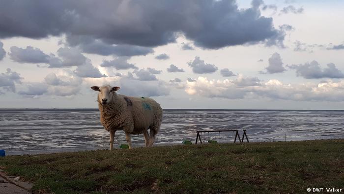 A sheep on top of a dyke, the sea in the background