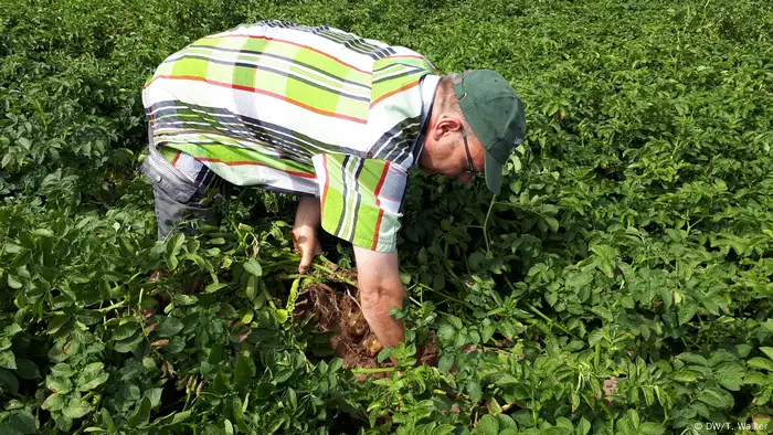 A farmer bends over in a field of potato plants