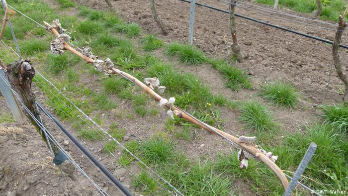 A grape vine bitten by the frost 