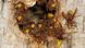 Hornet nest Hornet nest