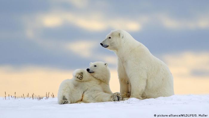 Eisbären sitzen auf einem Schneefeld 