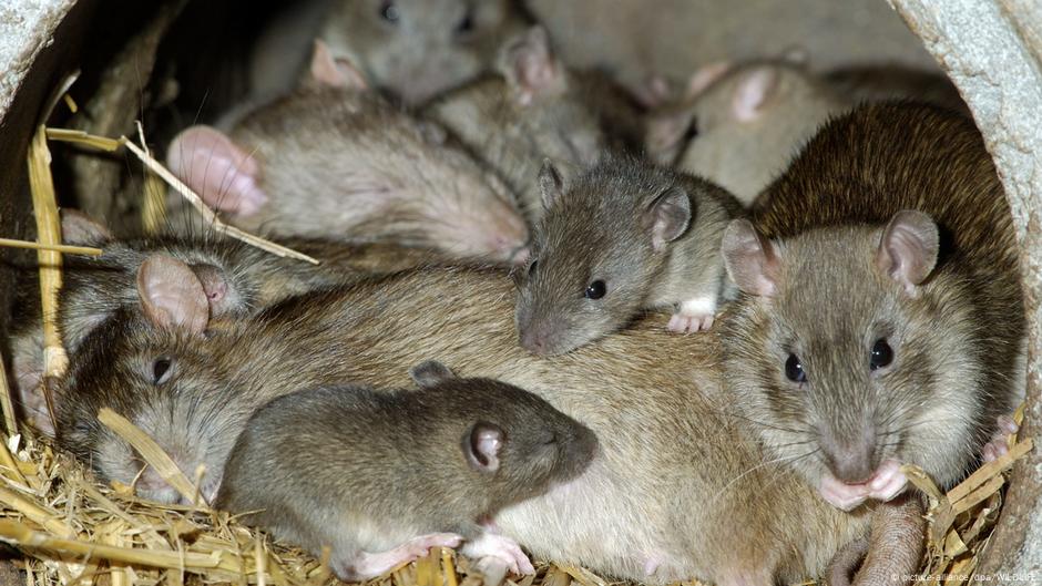 Warum Ratten Wirklich Wunderbare Tiere Sind - Ehrlich! | Wissen ...