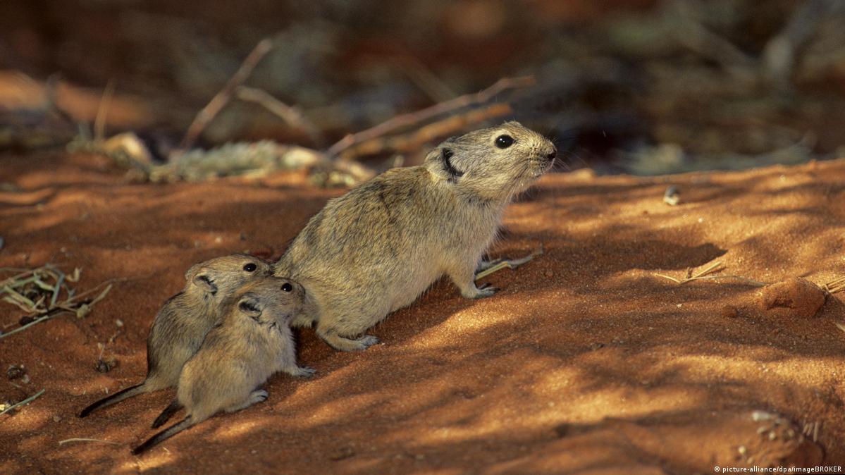 Living on Earth: Science Note: Rats Against Poachers