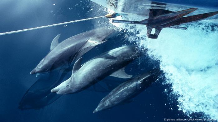 Dolphins in front of the bow of a ship 