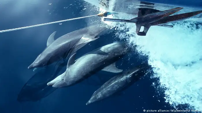 Dolphins in front of the bow of a ship 