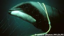 NZL, 2000: Hector's Delfin (Cephalorhynchus hectori) hat sich in einem Fischernetz verfangen. [en] Hector's Dolphin (Cephalorhynchus hectori) entangled in a net l. | NZL, 2000: Hector's Dolphin (Cephalorhynchus hectori) entangled in a net l. |