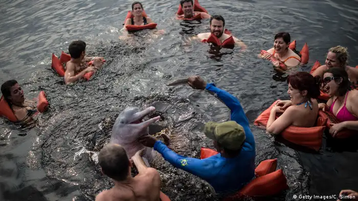 Tourist enjoy a swim with a dolphin