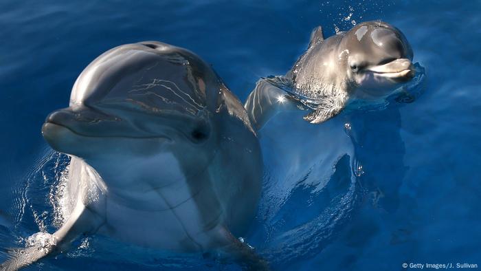 Two dolphins with their heads out of water