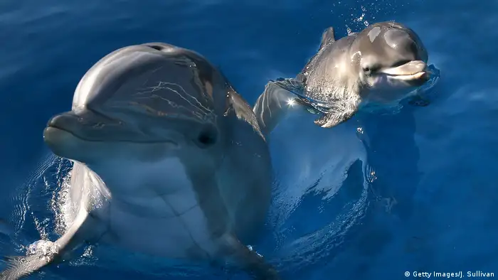 Two dolphins with their heads out of water