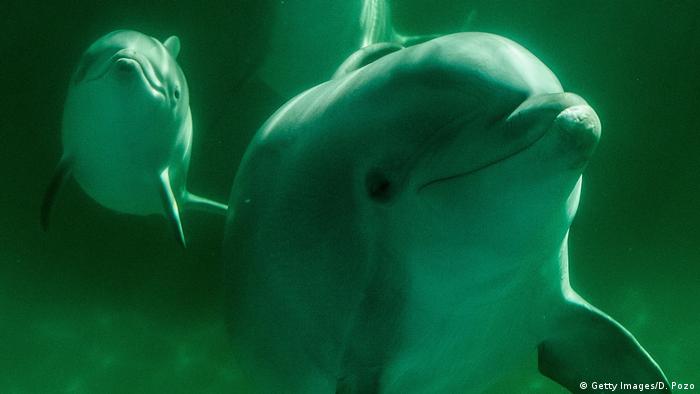 Delfine Unterwasser (Getty Images/D. Pozo)