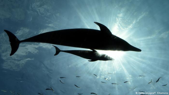 Delfine Unterwasser Gegenlicht (Getty Images/T. Kitamura)