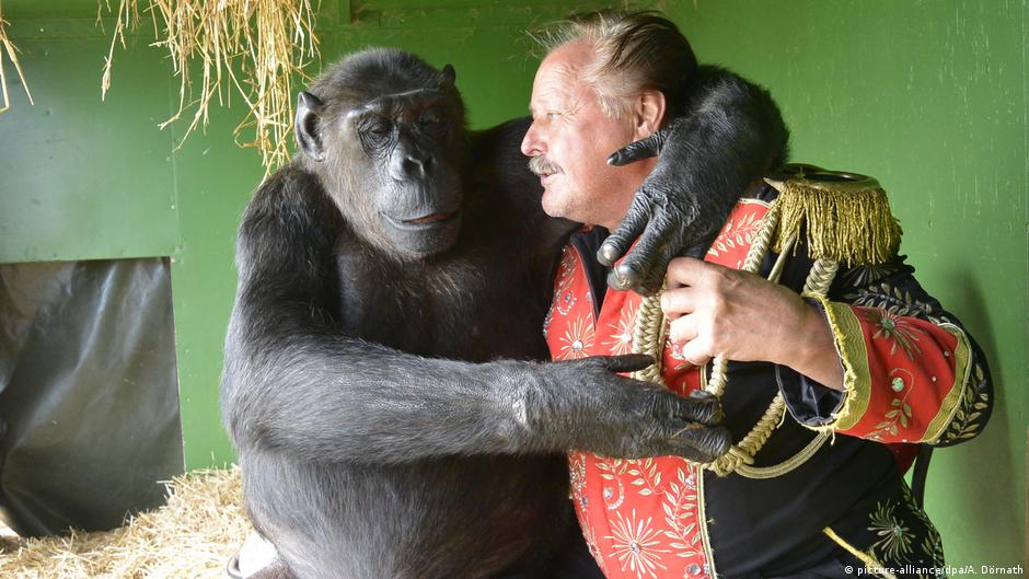Judge lets chimpanzee Robby stay in circus