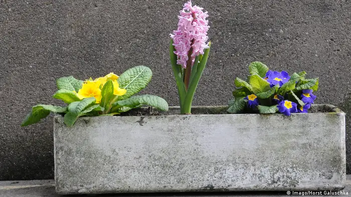 Blumenkasten aus Eternit (Imago/Horst Galuschka)