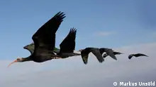 Waldrappe
Northern bald ibis flying in formation.