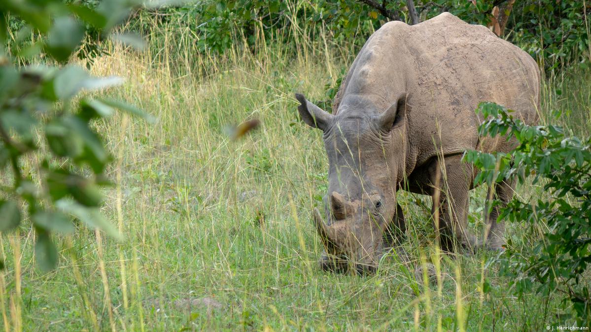 Reviving rhinos in Uganda – DW – 09/18/2018