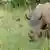 A rhino grazing on grass