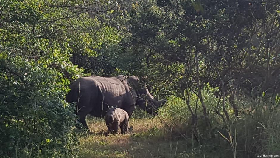 Can Uganda protect the endangered rhino?  |  Climate Change in World Religions |  DW