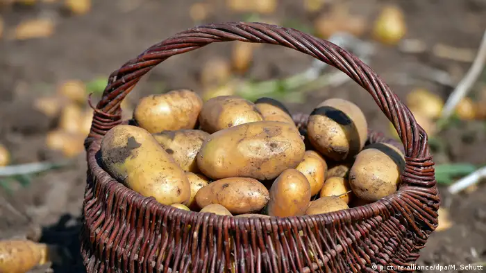 Basket of potatoes sitting outside on ground (picture-alliance/dpa/M. Schutt)