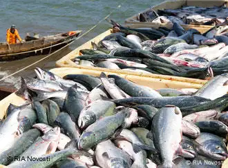 El 25% de las capturas anuales es arrojado de nuevo al mar.
