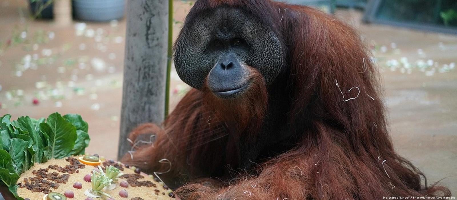 German zoo's last orangutan leaves for New Orleans – DW – 09/13/2018