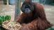 Hannover Zoo Jambi Orang Utan Hannover Zoo Jambi Orang Utan