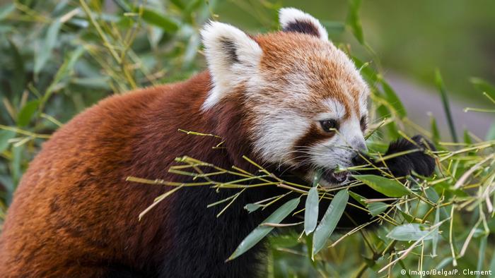 Germany: Rare red panda cub born in Halle | News | DW | 30.06.2019