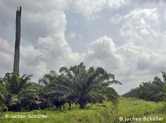 Palmölplantagen in Kolumbien, Foto: Jochen Schüller