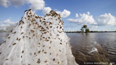 Cobwebs blanket Australian region as spiders flee floods