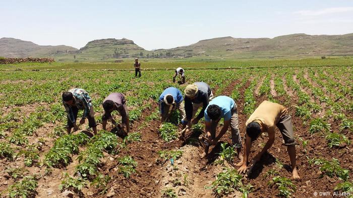 Jemen Folgen des Landwirtschaftskrieges