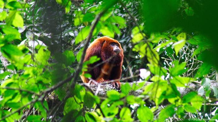 Otro destino que está despertando interés en esta zona es el Santuario de Flora y Fauna Otún Quimbaya. 