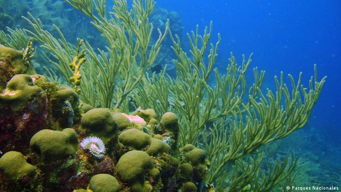 Corales sin plástico. Para evitar que este material la naturaleza, Colombia ha prohibido su entrada a parques naturales como en el Parque de los Corales del Rosario y San Bernardo en Colombia. 