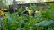 Workers cultivating medicinal plants in South Africa Workers cultivating medicinal plants in South Africa